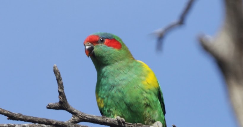 Tony's Photo Blog: Adelaide Hills - a few birds