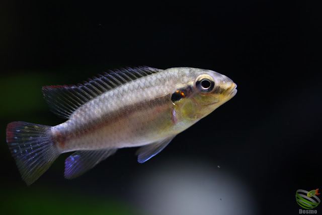 Pelvicachromis Subocellatus "moanda"