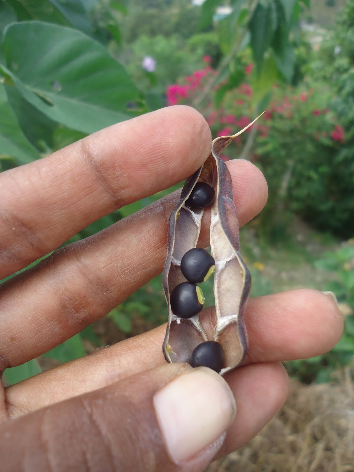 D.I.G THIS!!! Purple Pigeon Peas