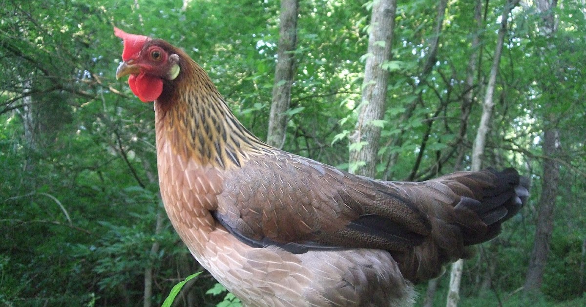 Pam's Backyard Chickens: The Leghorn Chicken - Breed Spotlight