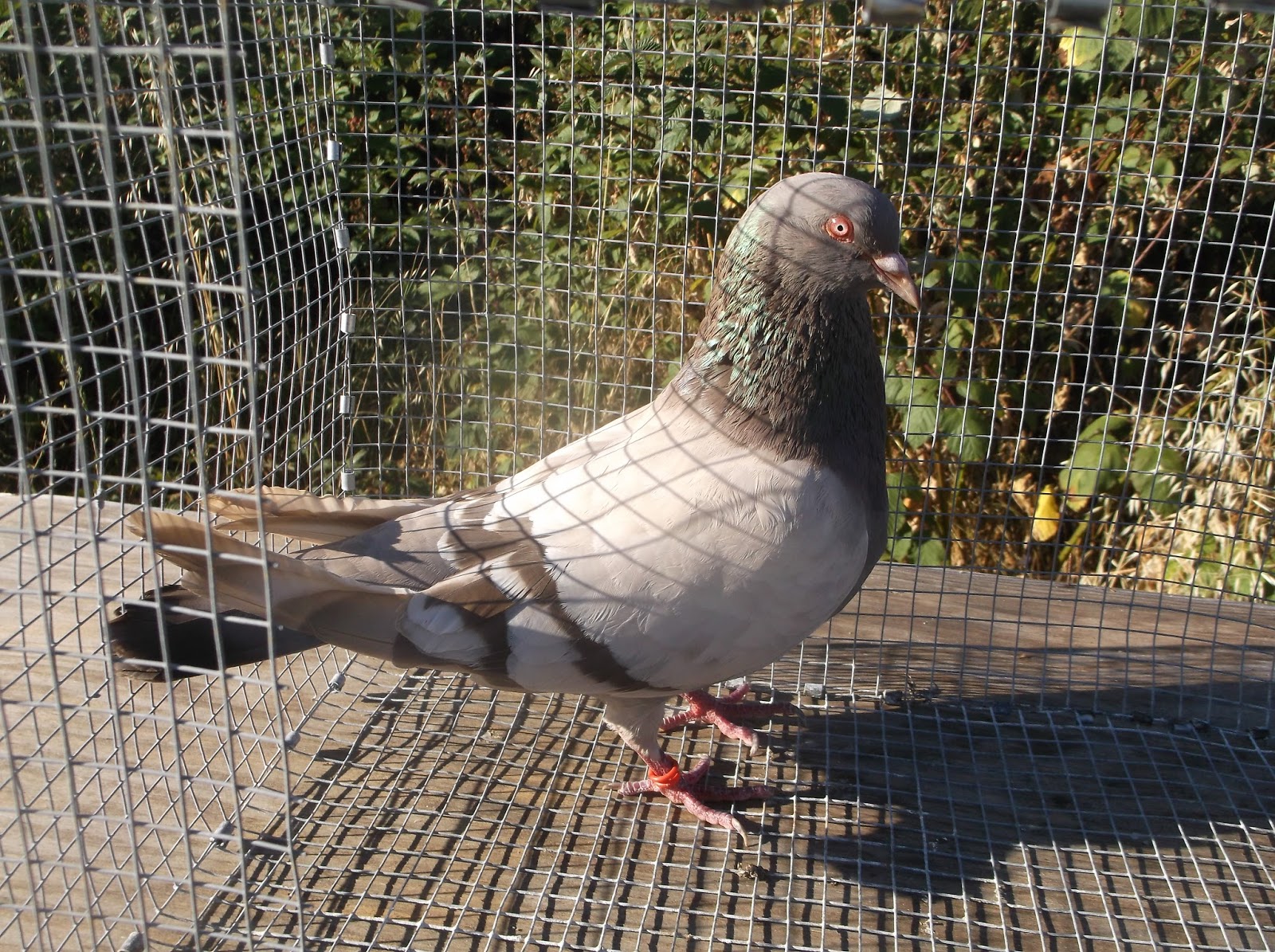 How To Raise Pigeons For Meat My Utility Pigeons