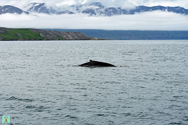 Avistamiento de ballenas en Hauganes, Islandia