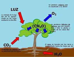 componentes de la fotosintesis