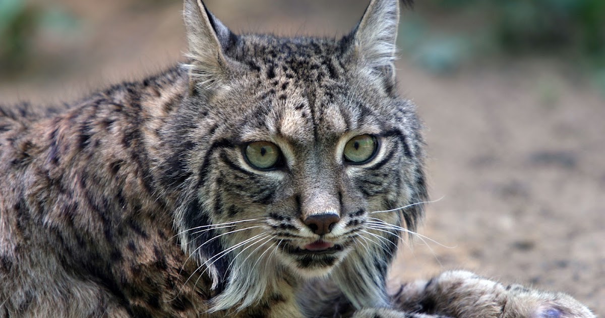 Let's Draw Endangered Species! : ): Iberian Lynx