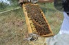 Ένα μυστικό στην επιθεώρηση του μελισσιού που λίγοι μελισσοκόμοι γνωρίζουν