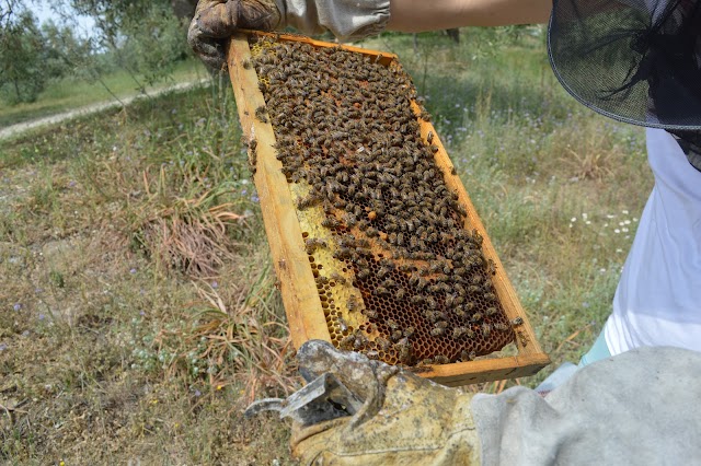 Ένα μυστικό στην επιθεώρηση του μελισσιού που λίγοι μελισσοκόμοι γνωρίζουν