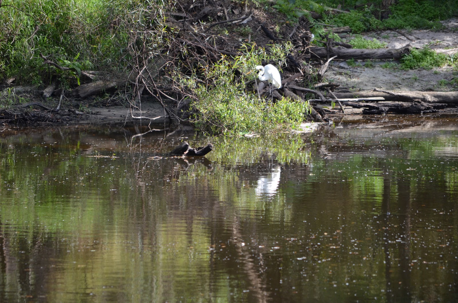 Some Day is Here Walking along the Peace River/cranes and an alligator