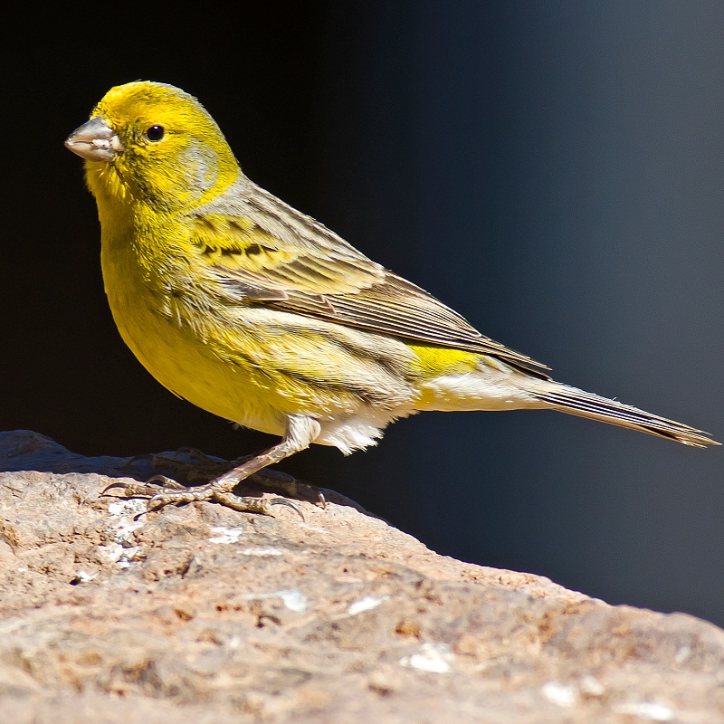 Harga Kenari F1 F2 F3 Ys Terrius r