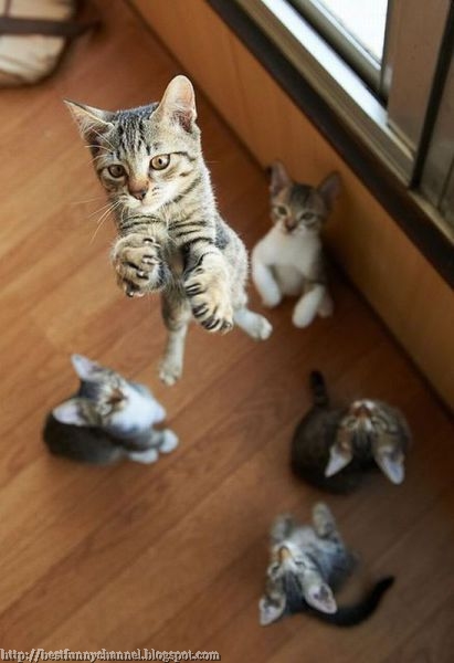 Flying kitten