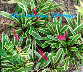 ANEKA JENIS BROMELIA BROMELIA-GAMOSEPALA