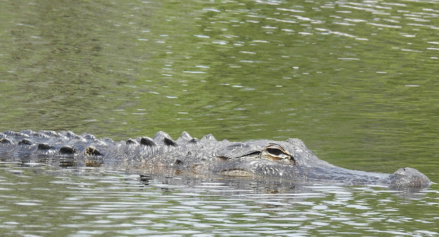 Florida alligator swimming in pond.