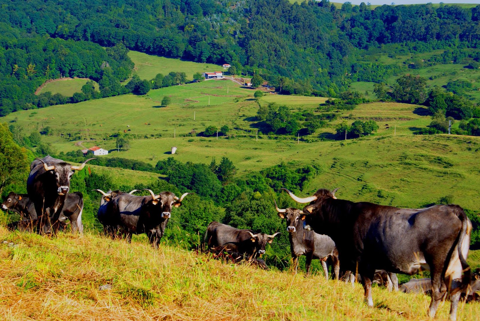 Vacas Tudancas (Foto de Jaime Torre)