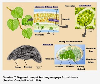 Blognya anak tuban sejati: Sistem Pernapasan Pada Tumbuhan (Lengkap)