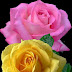 ROSAS