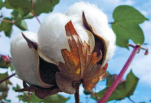 vải cotton 100 có nguồn gốc từ cây bông