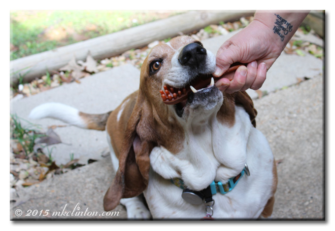 Bentley Basset eating a Whimzees toothbrush-shaped chew