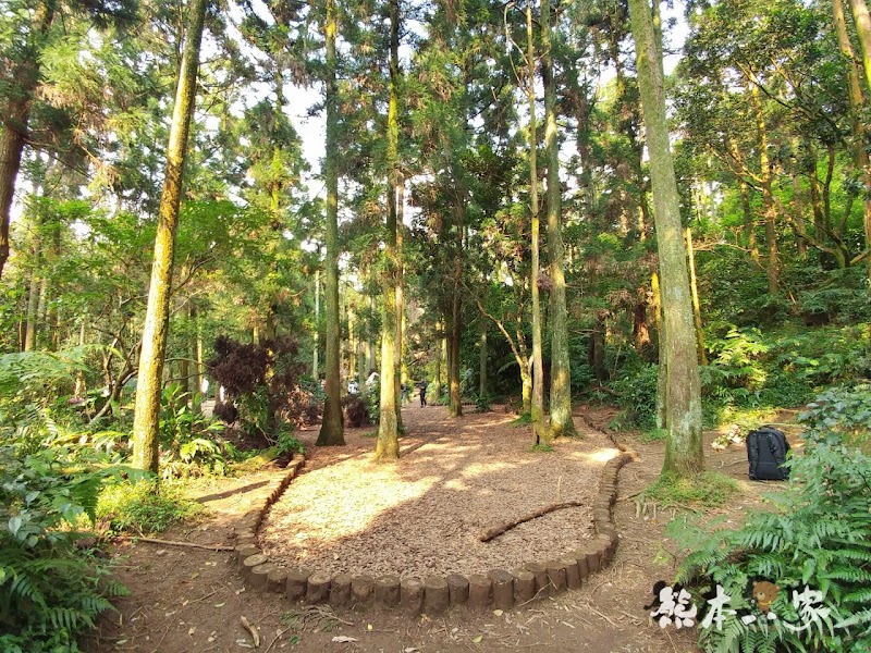 竹子湖黑森林(小溪頭)|陽明山婚紗熱門拍攝景點|仿如童話森林場景