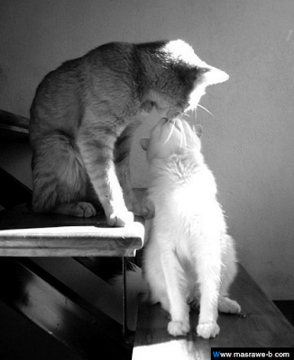 cats16