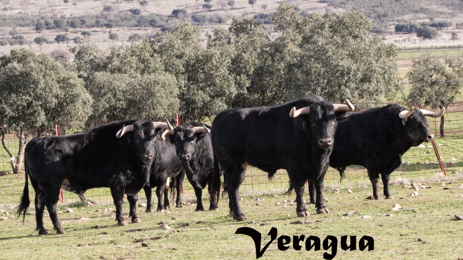 Encastes Bravos Fidel San Román reducto de villamarta