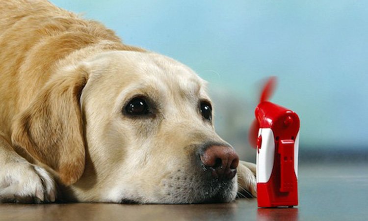 Labrador-enjoying-cooling-fan