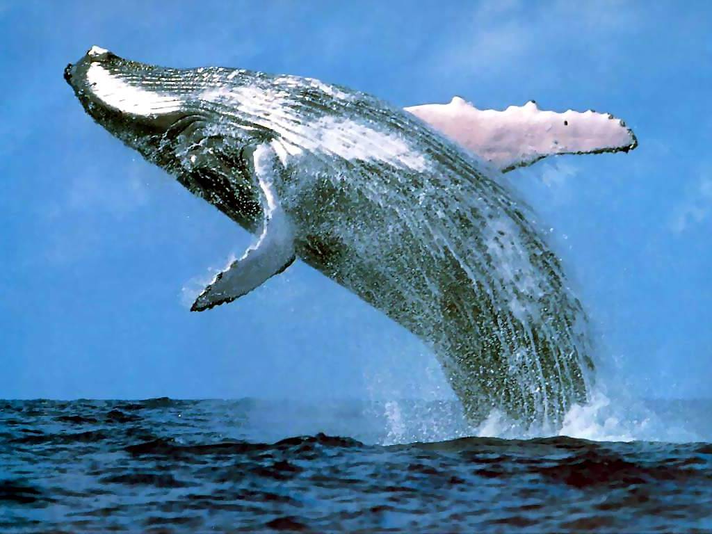 Blue Whale Photos « Photos World