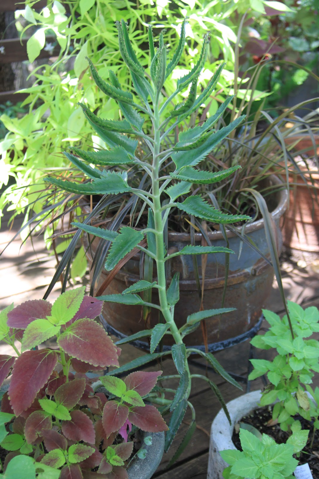 RockOakDeer Plant ABCs K is for Kalanchoe
