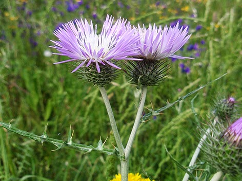 Cardo borriquero o centaurea lechosa (Galactites elegans)