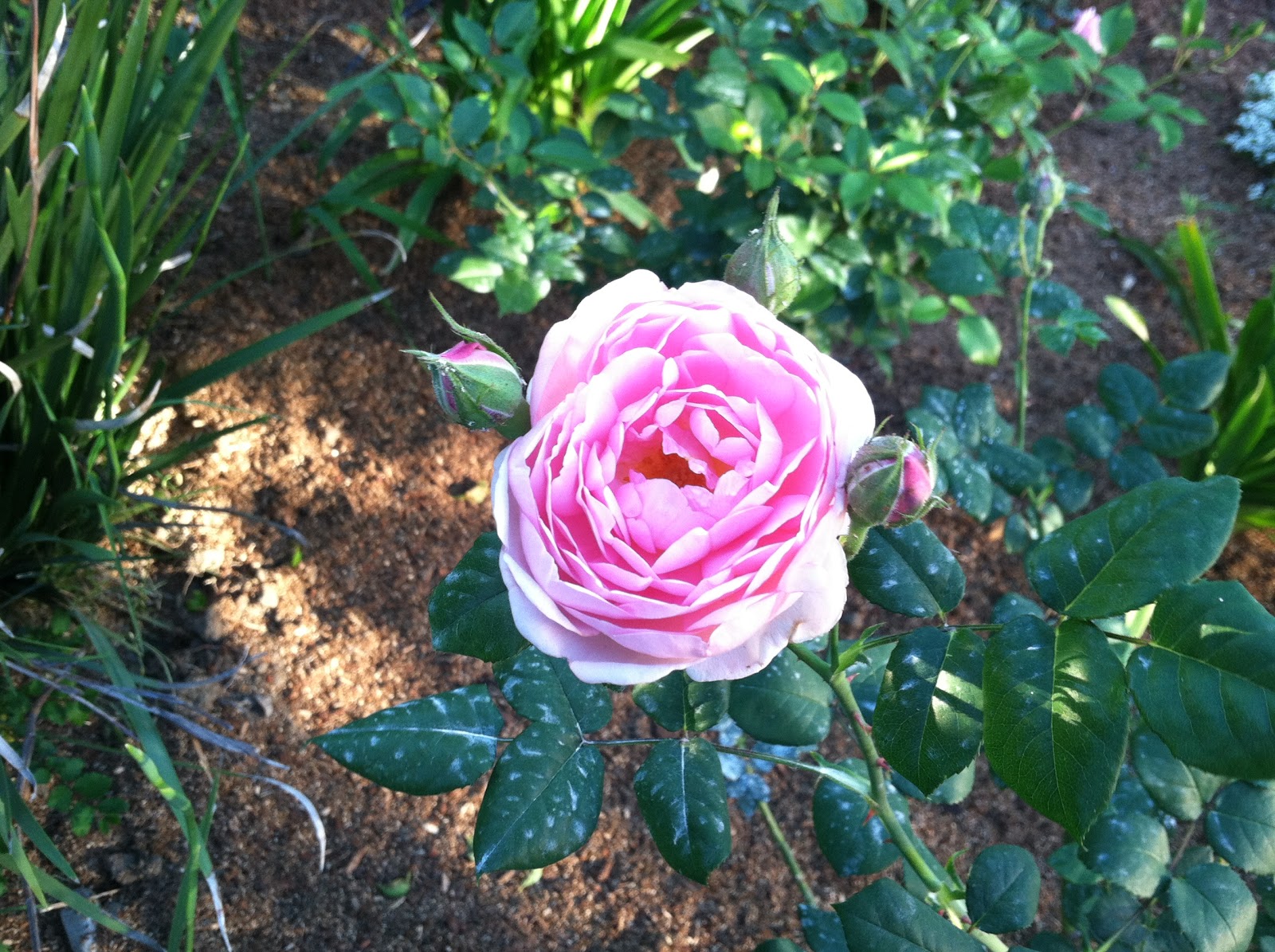 Robyn's Roses