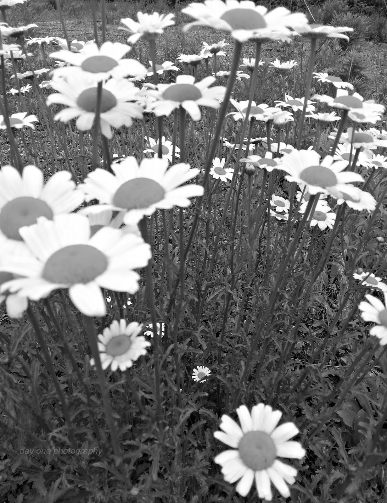 Day One Photography Wild Daisies