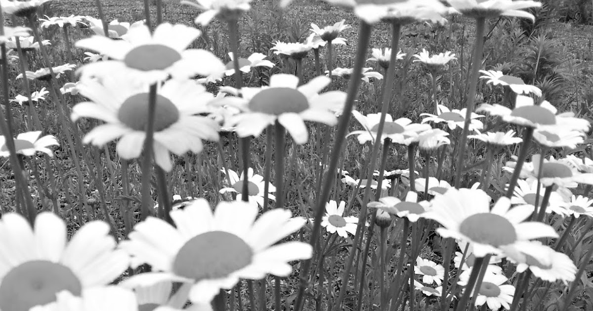 Day One Photography Wild Daisies