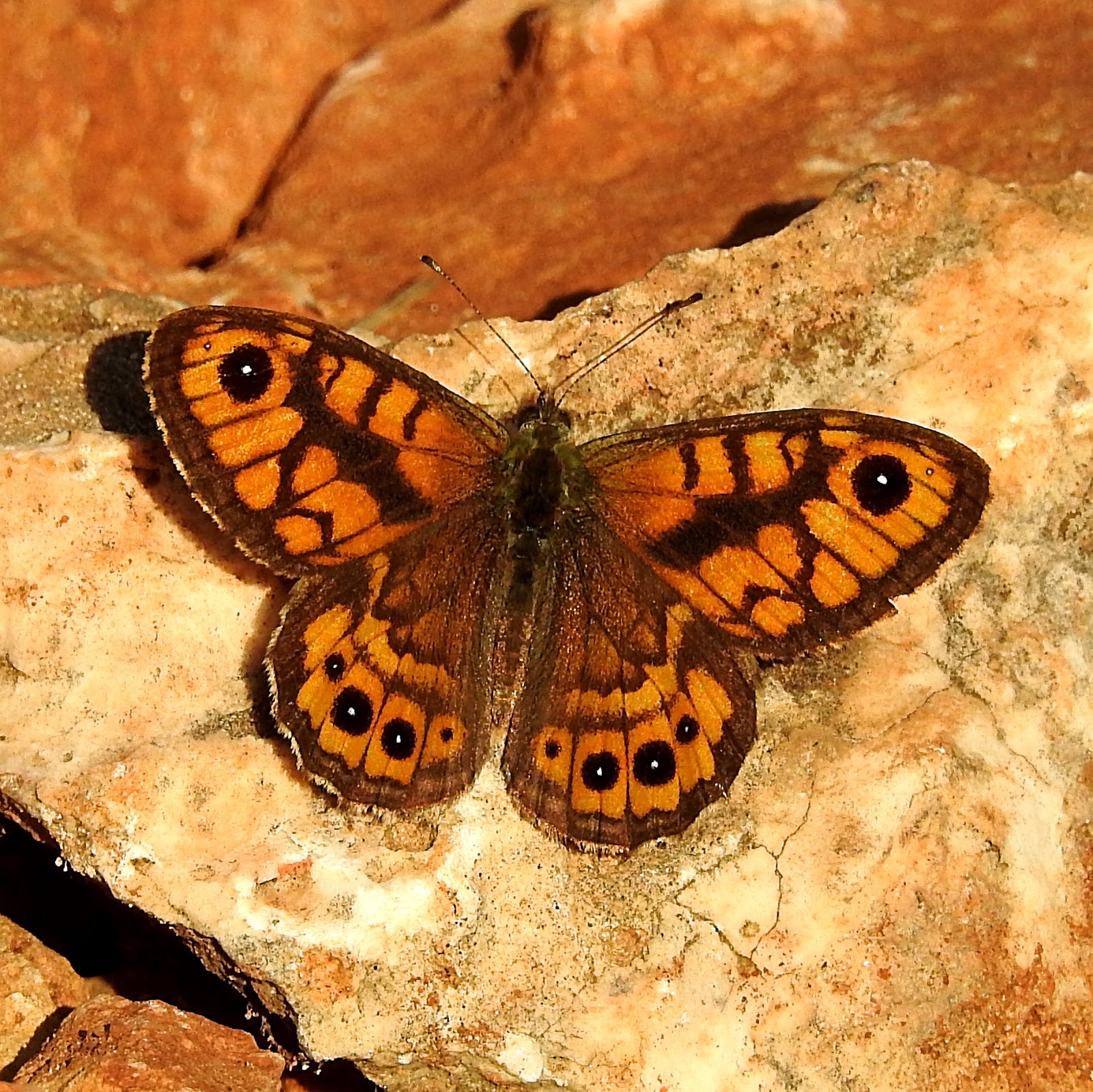 BIRDWALKERMONDAY 29102017 MONTE CORONA, VALENCIA WALL BROWN