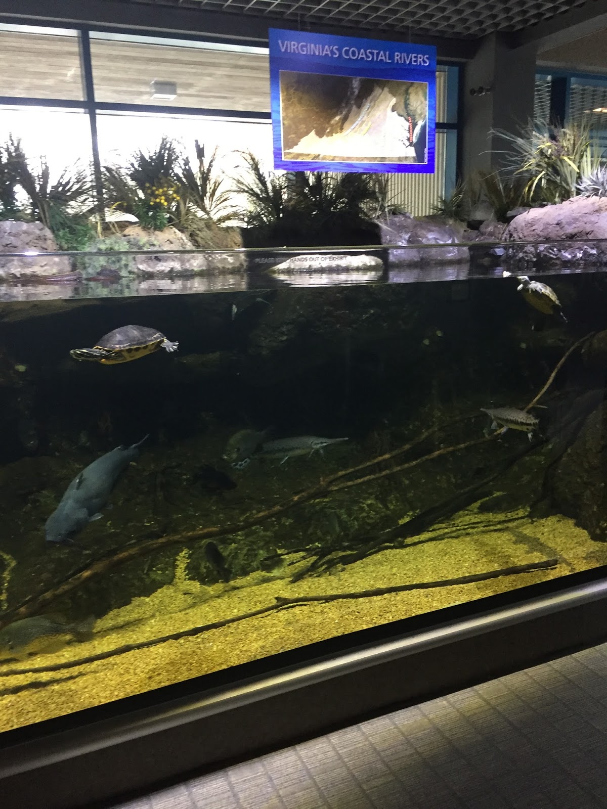 The Roadrunner Chronicles Sunday at the Virginia Beach Aquarium