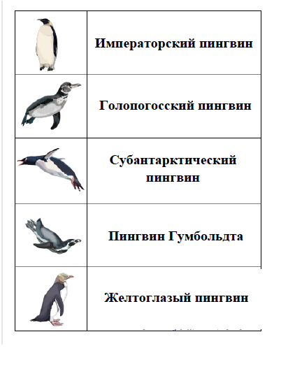 Какой тип развития характерен для субантарктического пингвина