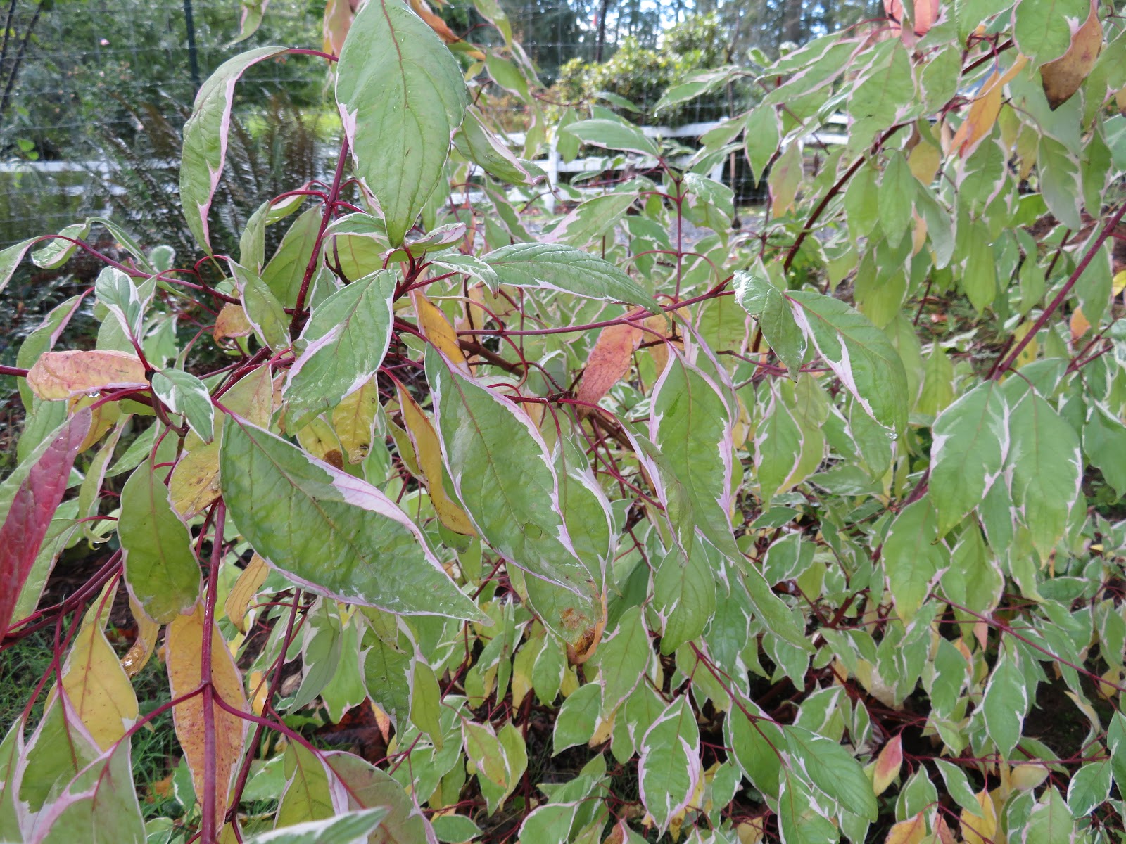 Casa Mariposa The Big Chop Summer Pruning For Spring Flowers