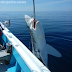 [Ελλάδα]Σκόπελος:Καρχαρίας 7 μέτρων στα δίχτυα ψαράδων!