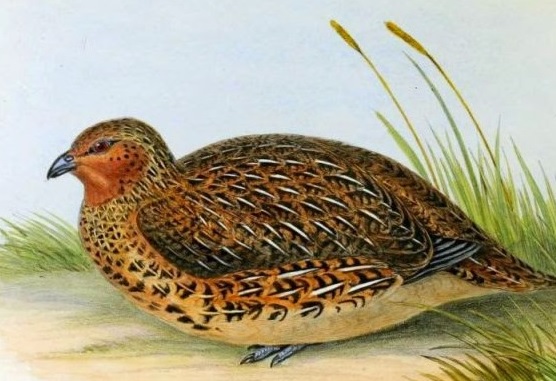 Kabar Terbaru Download Masteran Isian Bunyi Burung Puyuh Untuk