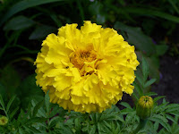 10 Manfaat Ajaib dari Bunga Marigold untuk Kesehatan, Bisa Jadi Penawar Racun?