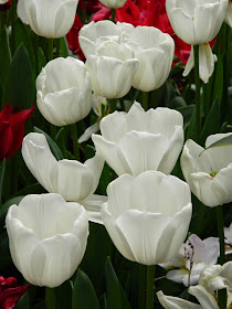 White tulips Centennial Park Conservatory 2015 Spring Flower Show by garden muses-not another Toronto gardening blog