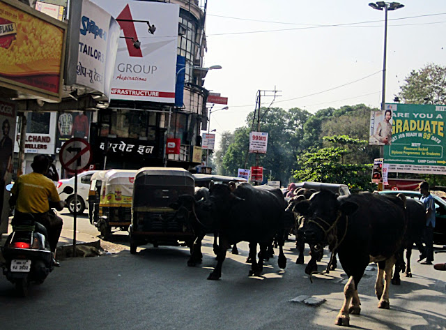buffaloes on Main Street in Pune
