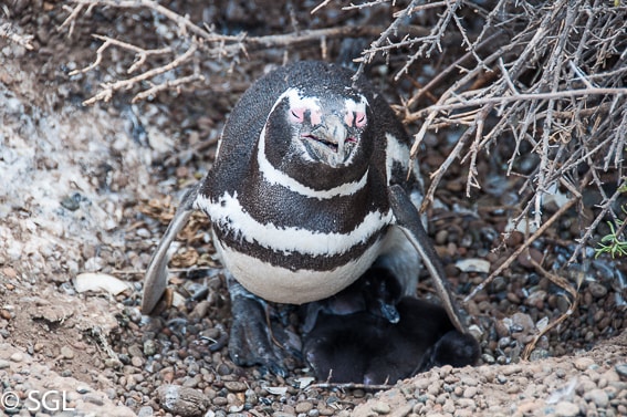 Pingüino con crias en pingüinera San Lorenzo. Argentina