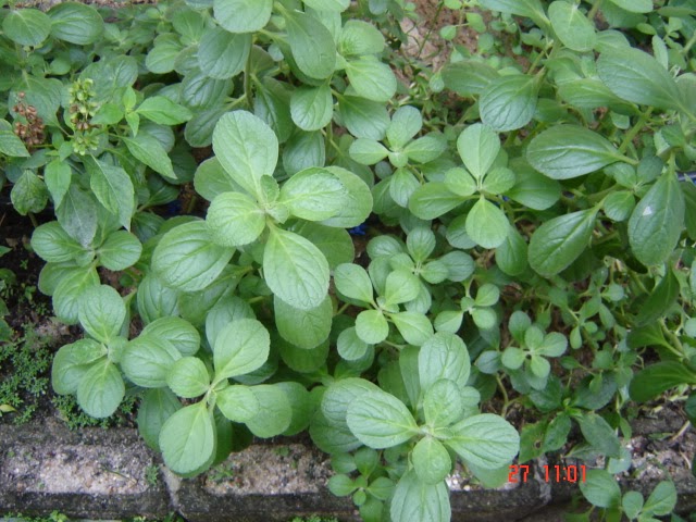 yerba boldo serve per perdere peso
