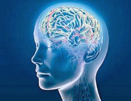 Transparent human head with brain
