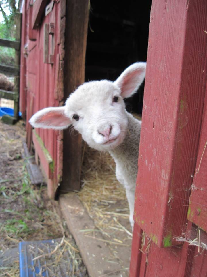barn soor barn soor