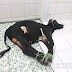 STF confirma validade do sacrifício de animais em cultos religiosos