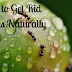 How to Get Rid of Ants Naturally