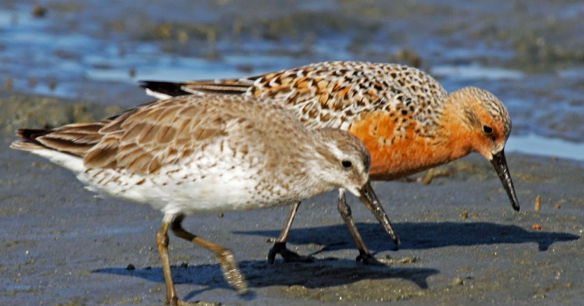 Endangered New Jersey: Jersey Beaches, Crabs and Birds