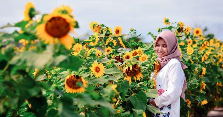 Rute dan Lokasi Kebun Bunga  Matahari  Di Bantul Paling Hits