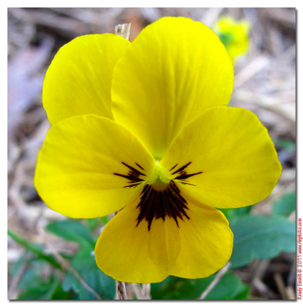 Randy & Meg's Garden Paradise Fall bees and violas planted