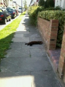 Black Cat on my path