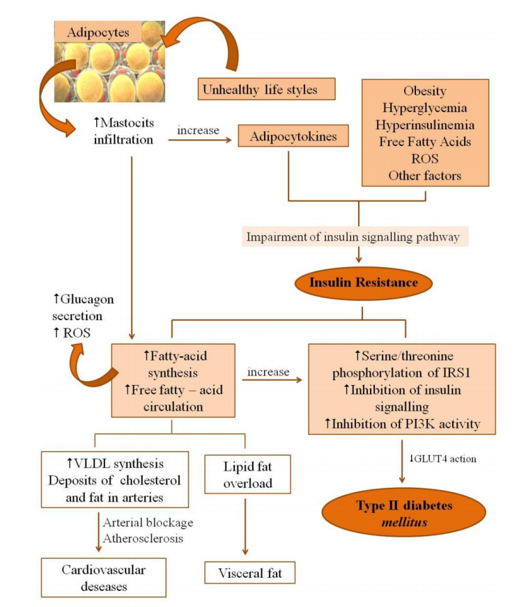 Can Stevia Help You Ward Off Type II Diabetes? A Review SuppVersity Nutrition and Exercise